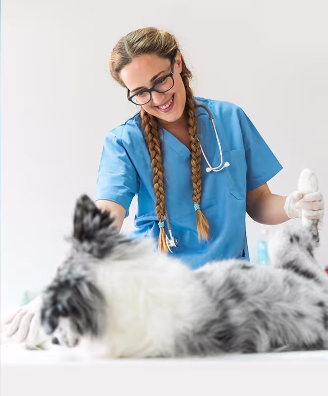 Fast Veterinary Prescription Compounding Across Canada